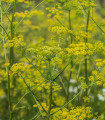 Kopr Tetra - Anethum graveolens - semena kopru - 200 ks