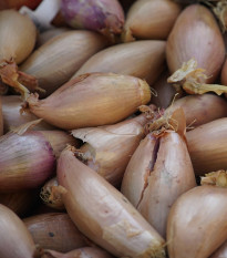 Cibule sazečka Rosanna - Allium cepa - cibulky - 100 ks