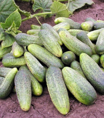 Okurka nakládačka Ornello F1 - Cucumis sativus - semena okurky - 30 ks