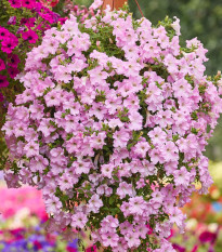 Petúnie Diamond Pearly Shades F1 - Petunia hybrida - semena petúnie - 12 ks