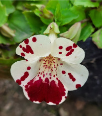 Kejklířka tečkovaná White Blotch - Mimulus - semena kejklířky - 20 ks