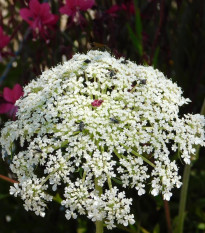 Mrkev Wildform - Daucus carota - semena mrkve - 250 ks