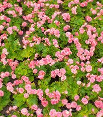 Begónie Big Pink Green Leaf F1 - Begonia benariensis - semena begónie - 8 ks