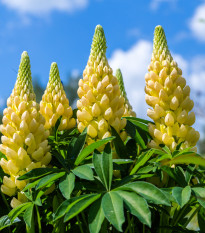 Lupina žlutá - Lupinus - prostokořenné sazenice lupiny - 1 ks