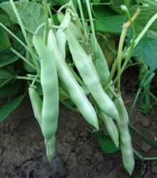 Fazole keříčková Dalmatin - Phaseolus vulgaris - semena fazole - 15 ks