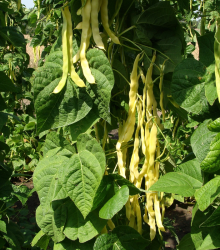 Fazol pnoucí Goldmarie - Phaseolus vulgaris - semena fazolu - 15 ks