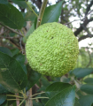 Maklura oranžová - Maclura pomifera - semena maklury - 5 ks