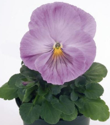 Violka Inspire Levandulová F1 - Viola x wittrockiana - semena violky - 20 ks