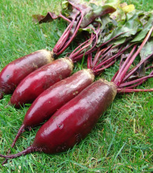 Řepa salátová Renova - Beta vulgaris L. var. conditiva - semena řepy - 70 ks