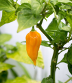 Chilli žluté Bhut Jolkia - Capsicum chinense - semena chilli - 5 ks