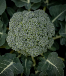 Brokolice Apolena F1 - Brassica oleracea L. - semena - 30 ks