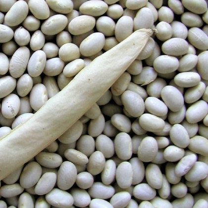 Fazol keříčkový Petronila - Phaseolus vulgaris - semena fazolu - 50 ks