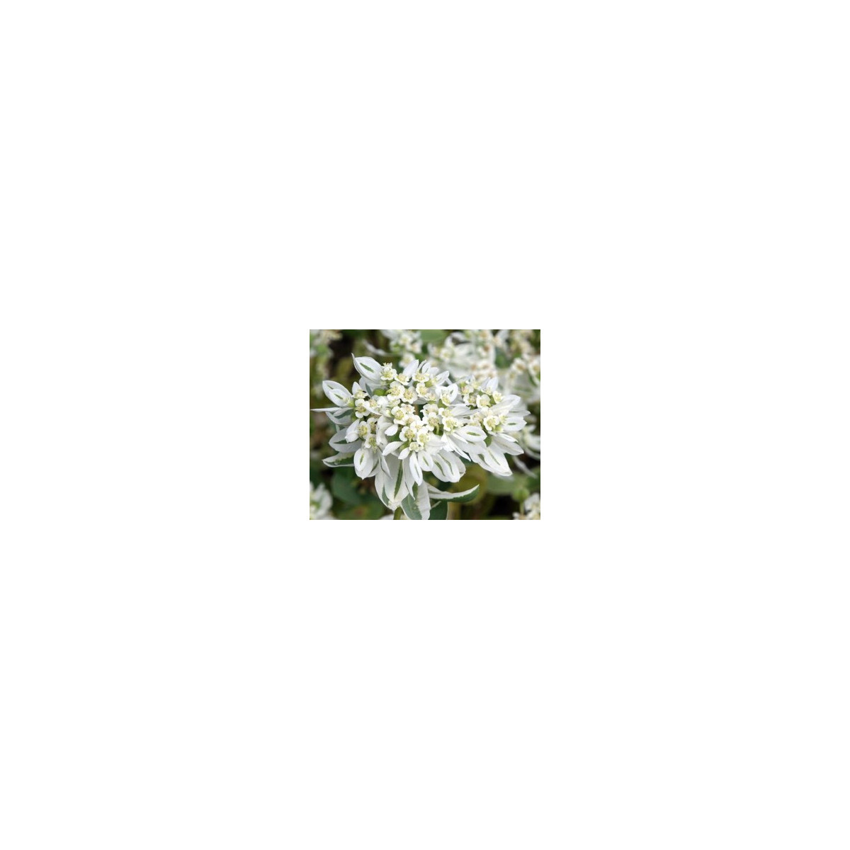 Pryšec vroubený - Euphorbia marginata - semena pryšce - 20 ks