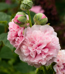 Topolovka růžová Chaters - Alcea rosea - semena topolovky - 7 ks