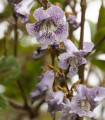 Paulovnie catalpifolia - Paulownia catalpifolia - semena paulovnie - 15 ks