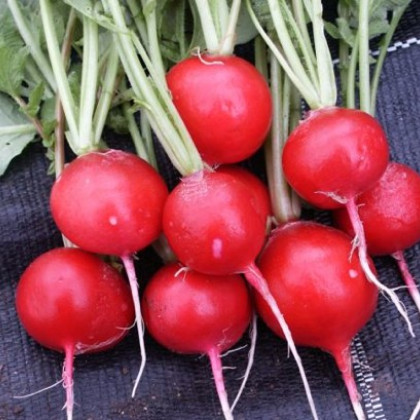 Ředkvička červená kulatá - Carnita - prodej semen ředkvičky - 