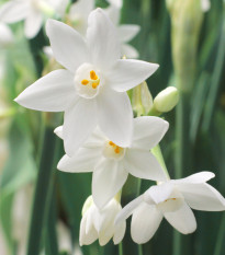 Narcis Paperwhite Ziva - Narcissus - cibule narcisu - 3 ks