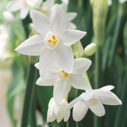 Narcis Paperwhite Ziva - Narcissus - cibule narcisu - 3 ks