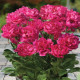 Pivoňka Patio London - Paeonia lactiflora - hlízy pivoňky - 1 ks