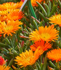 Lampranthus oranžový - Lampranthus aureus - semena lampranthus - 10 ks