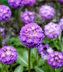 Prvosenka zoubkatá Nepálská směs - Primula denticulata - semena prvosenky - 300 ks