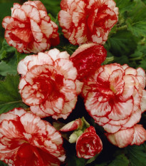 Begonie plnokvětá Marmorata - Begonia tuberhybrida - hlízy begonie - 2 ks