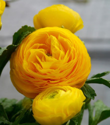 Pryskyřník žlutý - Ranunculus asiaticus - hlízy pryskyřníku - 3 ks