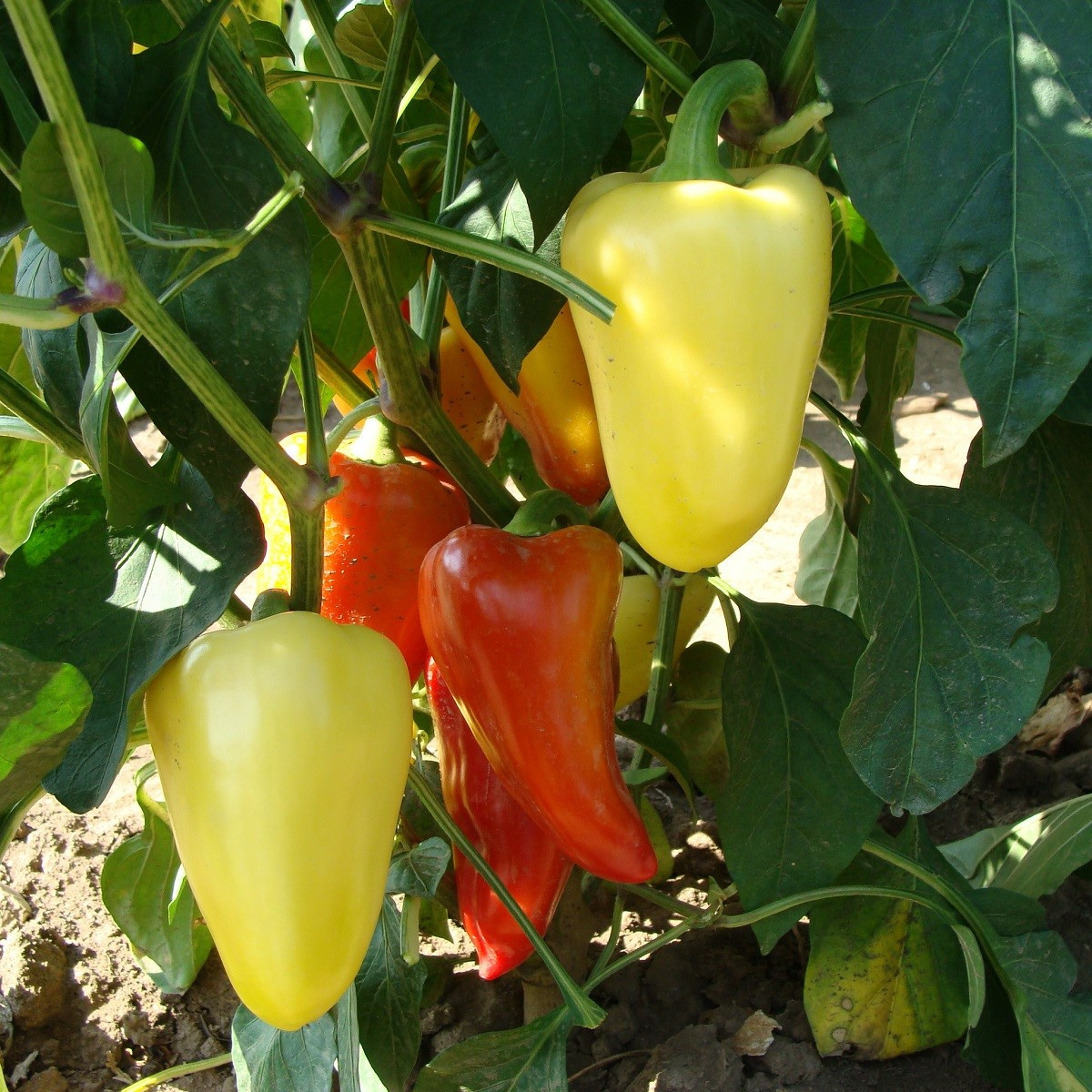 Paprika Zlata - Capsicum annuum - semena papriky - 30 ks