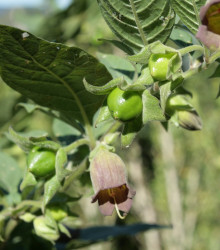 Rulík zlomocný - Atropa belladonna - semena rulíku - 10 ks