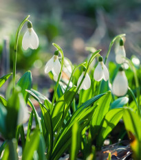 Sněženka Woronova - Galanthus woronowii - cibule sněženky - 3 ks