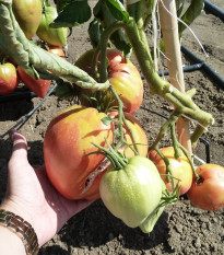 Rajče Býčí srdce Herodes - Solanum lycopersicum - semena rajčete - 15 ks