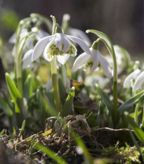 Sněženka plnokvětá - Galanthus nivalis double - cibule sněženky - 3 ks