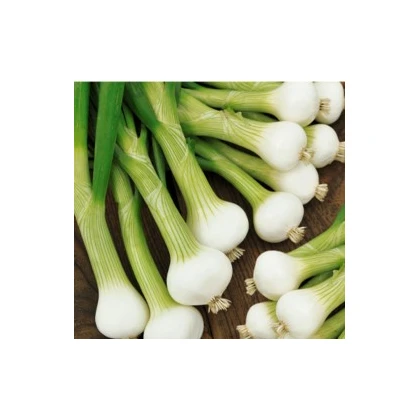 Cibule jarní bílá - lahůdková - semena cibule - 1 gr