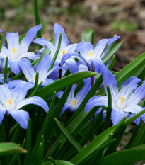 Ladonička bělomodrá - Chionodoxaforbesi blue - cibule ladoničky - 5 ks