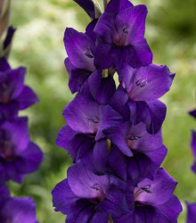 Gladiol Purple Flora - Gladiolus - hlízy mečíku - 3 ks