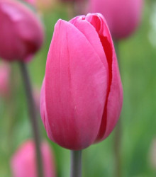 Tulipán Don Quichotte - Tulipa - cibule tulipánu - 3 ks
