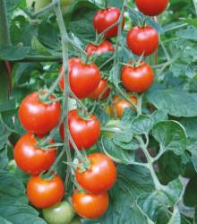 Rajče Bejbino F1 - Solanum lycopersicum - semena rajčete - 7 ks