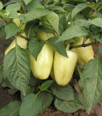 Paprika Amy - Capsicum annuum - semena papriky - 50 ks