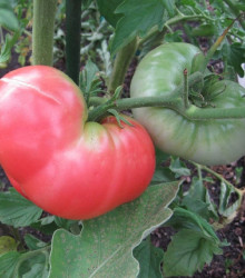 Rajče Ponderosa Pink - Solanum lycopersicum - semena rajčete - 7 ks
