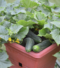 Okurka salátová do květináče Bush Champion - Cucumis sativus - semena okurky - 8 ks