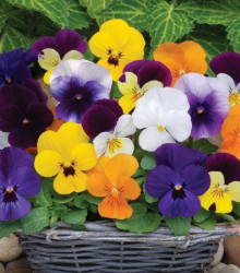 Violka rohatá Sorbet XP směs - Viola cornuta - semena violky - 20 ks