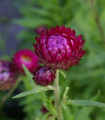 Smil listenatý Purple - Helichrysum bracteatum - semena smilu - 300 ks