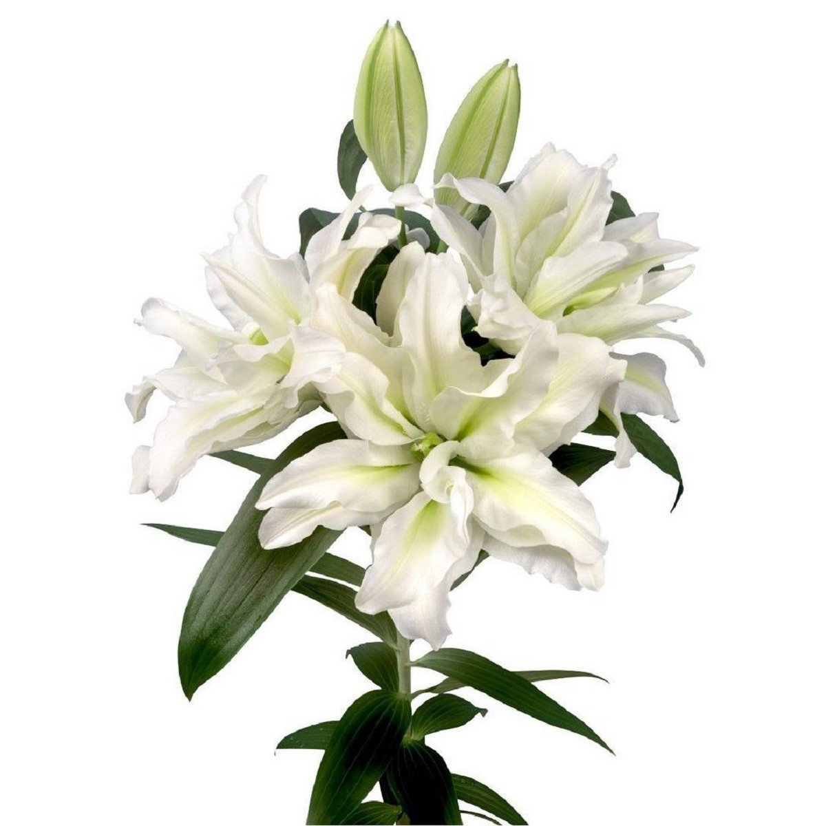 Lilie plnokvětá Roselily Aisha - Lilium - cibule lilie - 1 ks