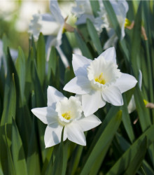 Narcis Tresamble - Narcissus - cibule narcisu - 3 ks