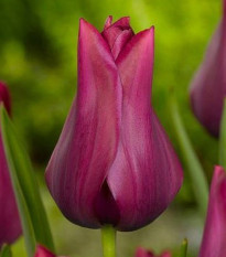 Tulipán Merlot - Tulipa - cibule tulipánu - 3 ks