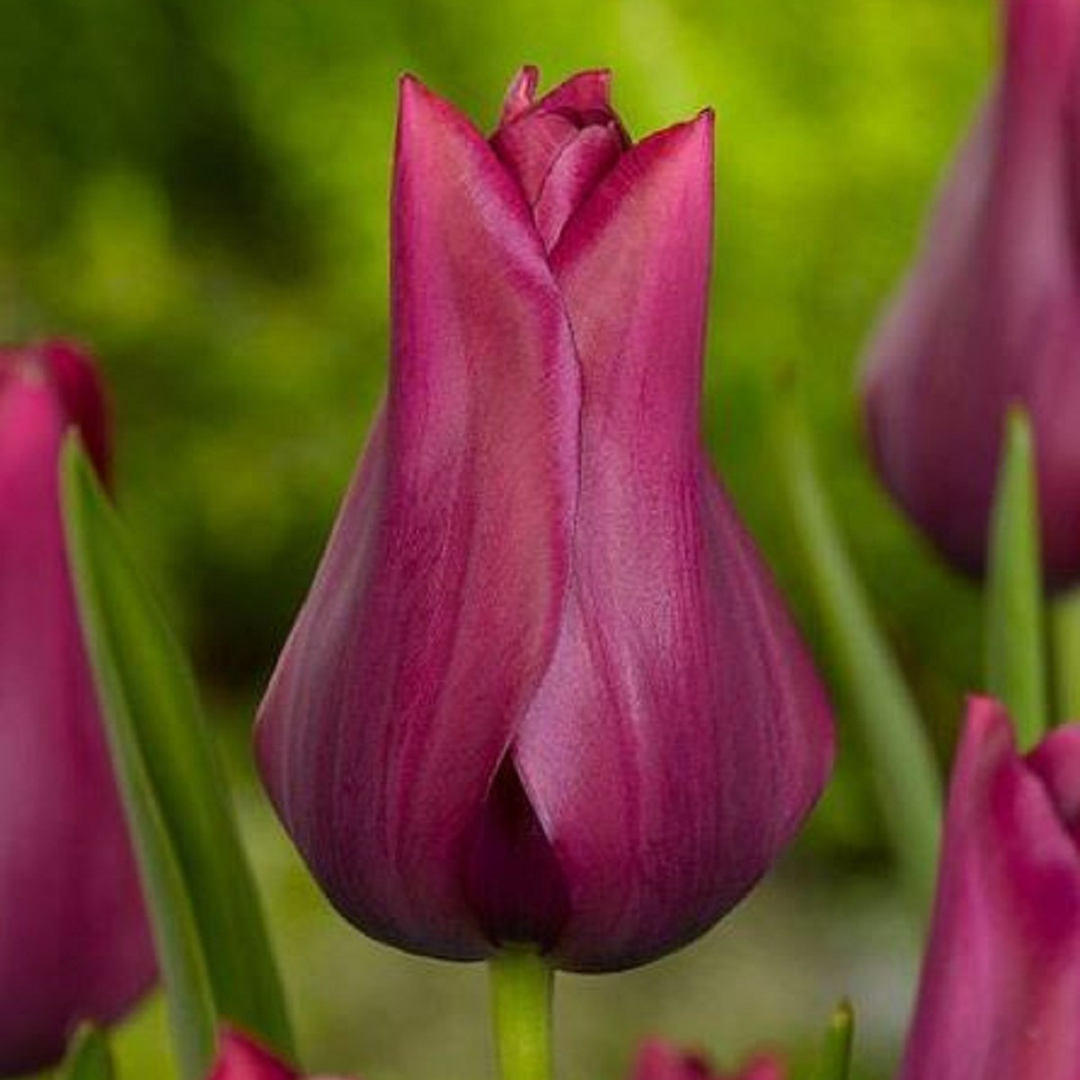 Tulipán Merlot - Tulipa - cibule tulipánu - 3 ks