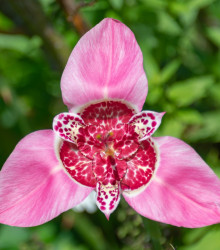 Tygřice růžová - Tigridia lilacea - hlízy tygřice - 3 ks