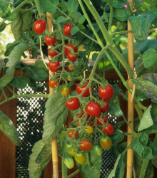 Rajče Sweetie - Solanum lycopersicum - semena rajčete - 6 ks
