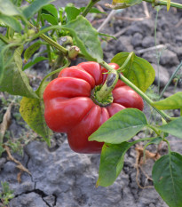 Paprika rajčatová Szuszanna - Capsicum annuum - semena papriky - 7 ks