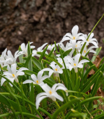 Ladonička zářící bílá - Chionodoxa luciliae alba - cibule ladoničky - 5 ks